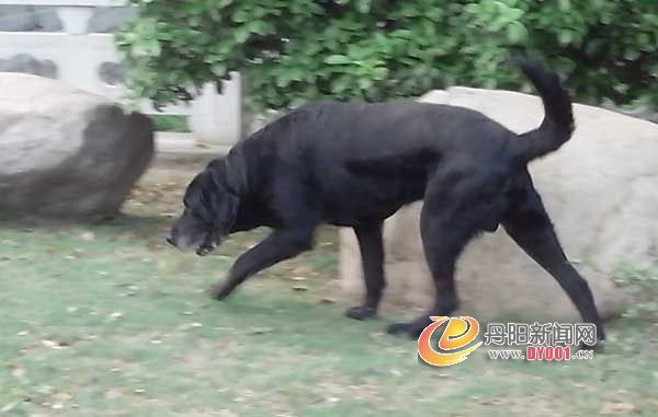 野狗1.jpg