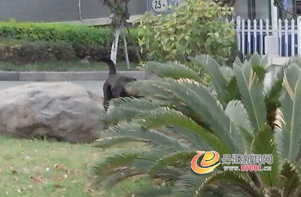 野狗3.jpg