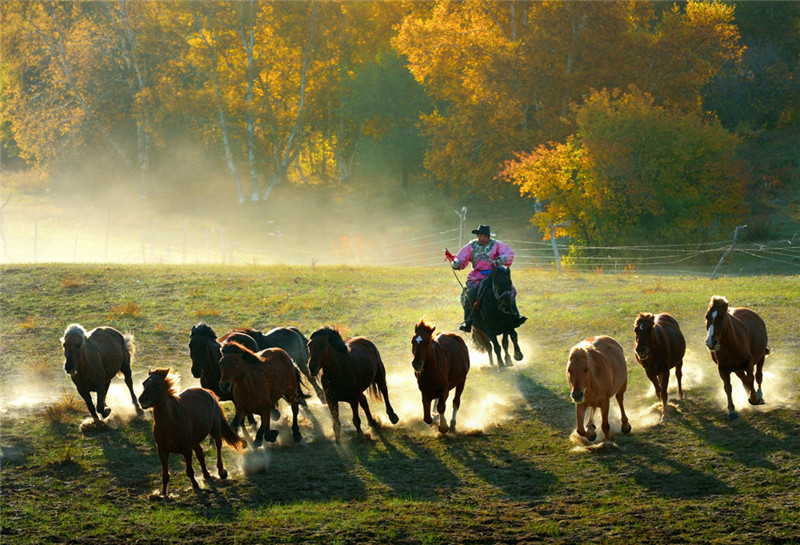 《策马奔腾》2014年摄于乌兰布统草原.jpg