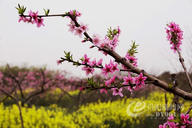 三月春风桃花红