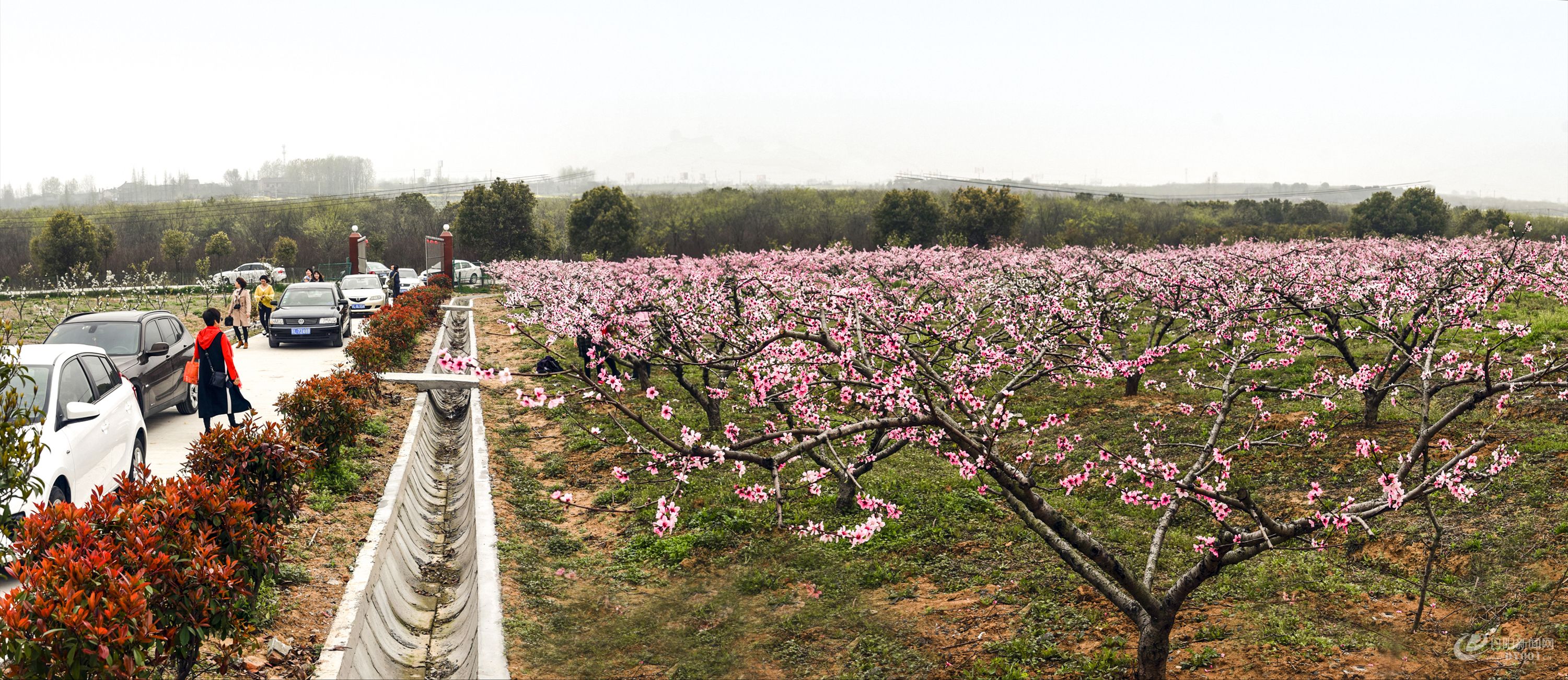 桃花盛开的地方.jpg