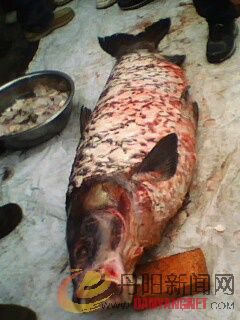 IMG0072A.jpg