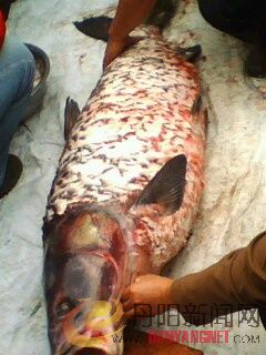 IMG0074A.jpg