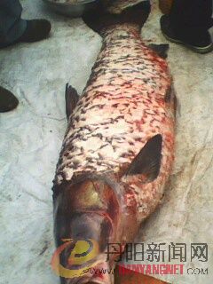 IMG0075A.jpg