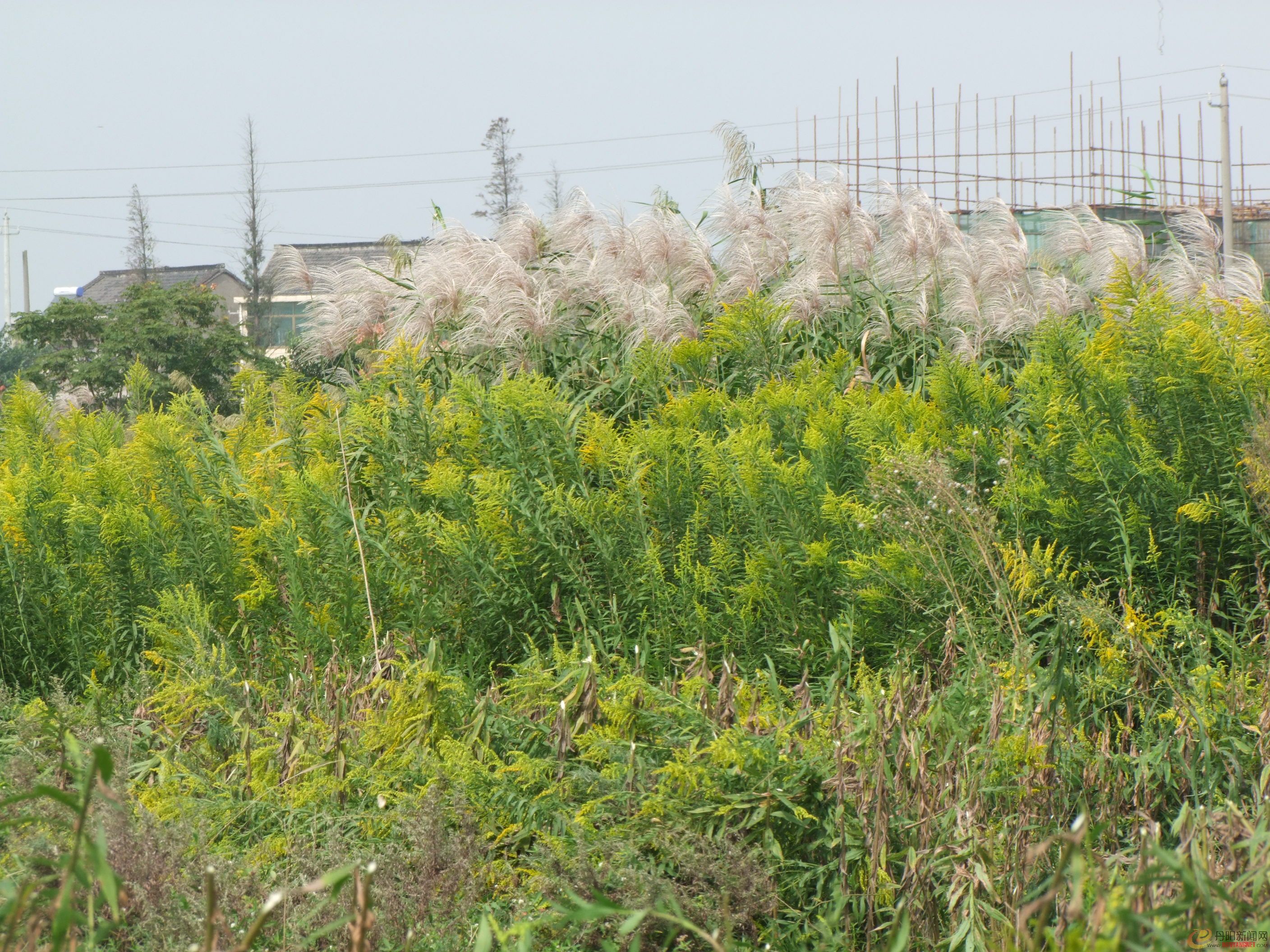DSCF3606.JPG