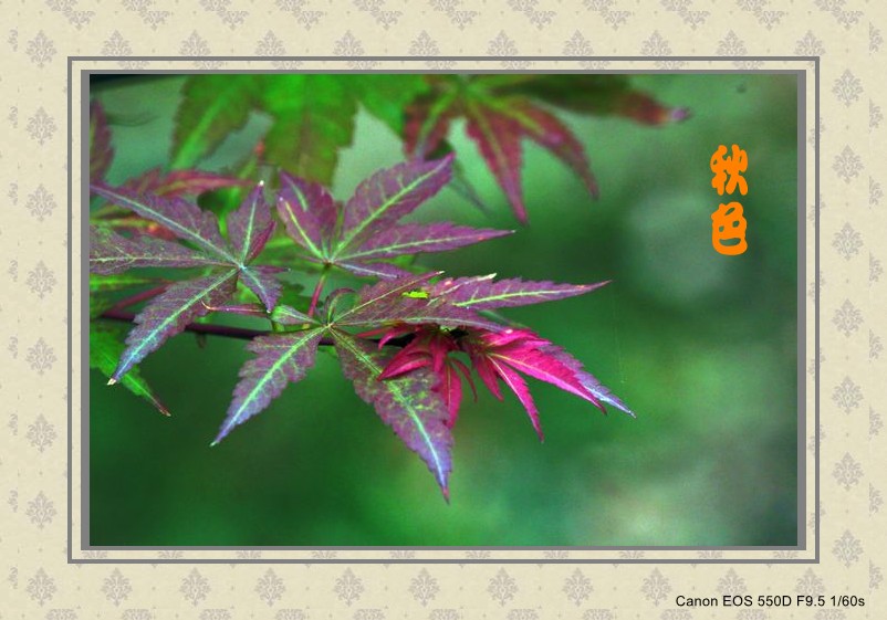 照片紫菊 072_conew1.jpg