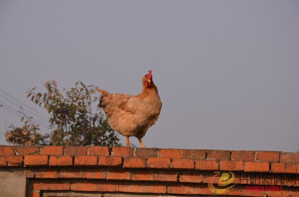 DSC_7572.JPG
