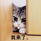 我来了.gif