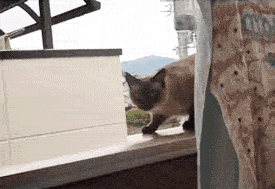 猫跳楼.gif
