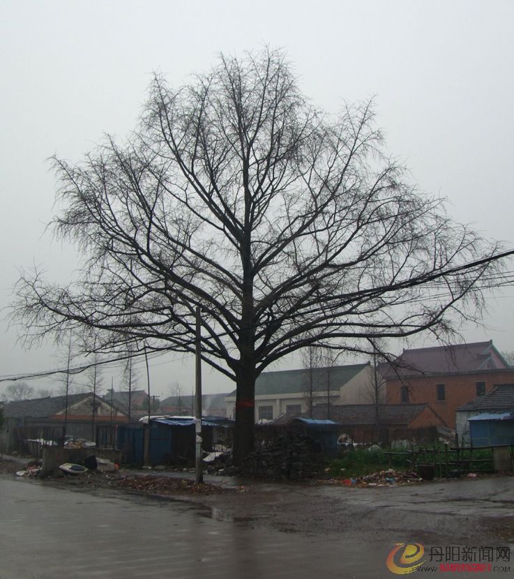 DSCF7237.JPG
