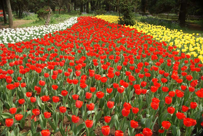 南京植物园郁金香花图案 01.JPG