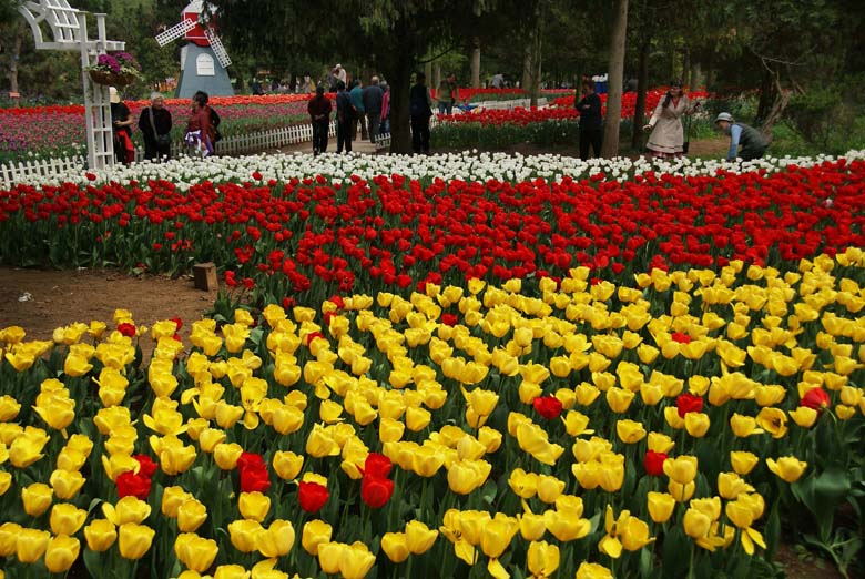 南京植物园郁金香花图案 02.JPG