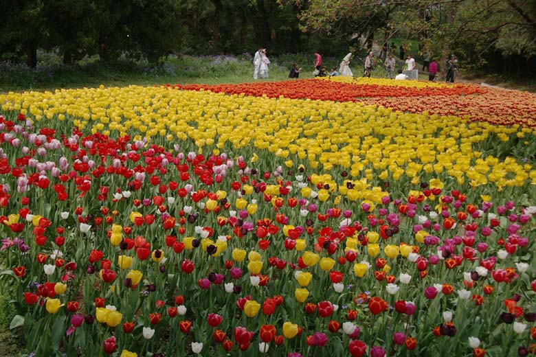 南京植物园郁金香花图案 04.JPG