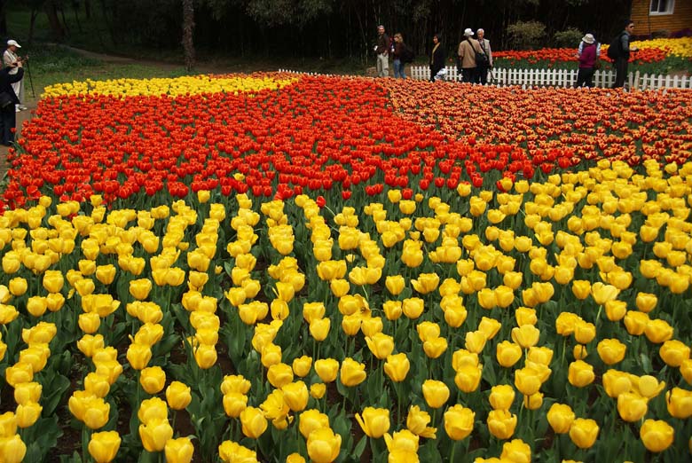 南京植物园郁金香花图案 05.JPG