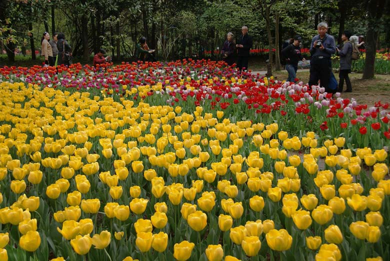 南京植物园郁金香花图案 06.JPG