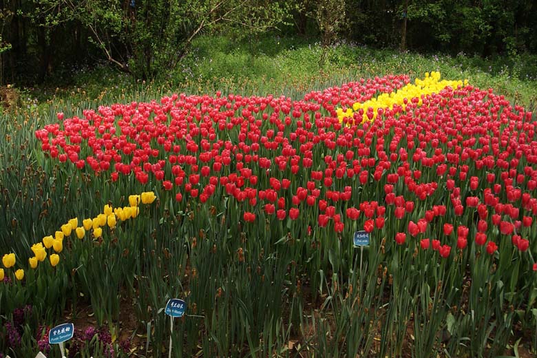 南京植物园郁金香花图案 08.JPG