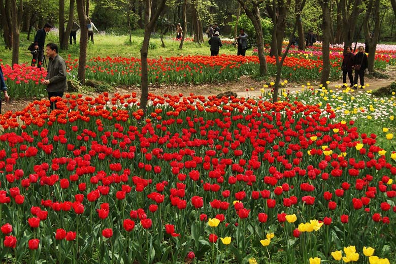 南京植物园郁金香花图案 09.JPG