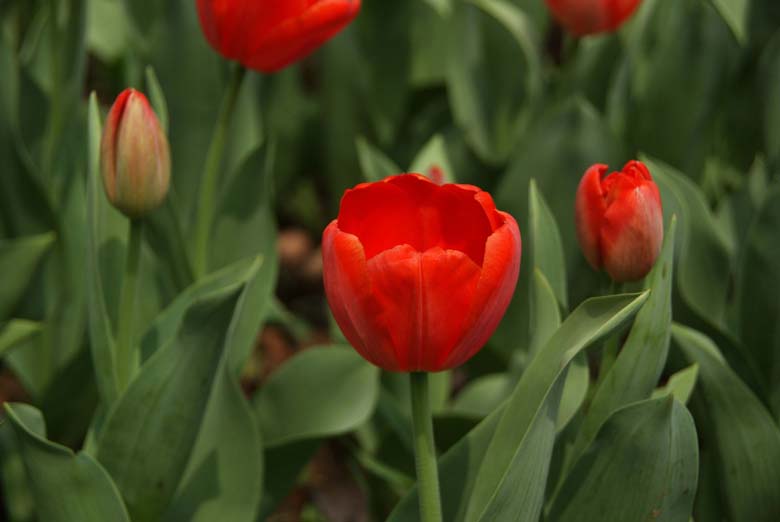 郁金香花近摄 10.JPG