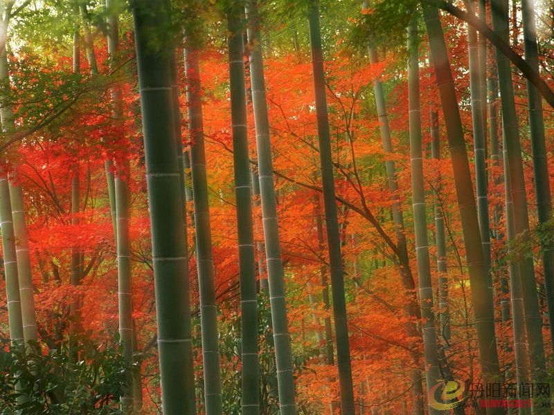 Bamboo Forest, Arashiyama Park, Kyoto, Japan.jpg