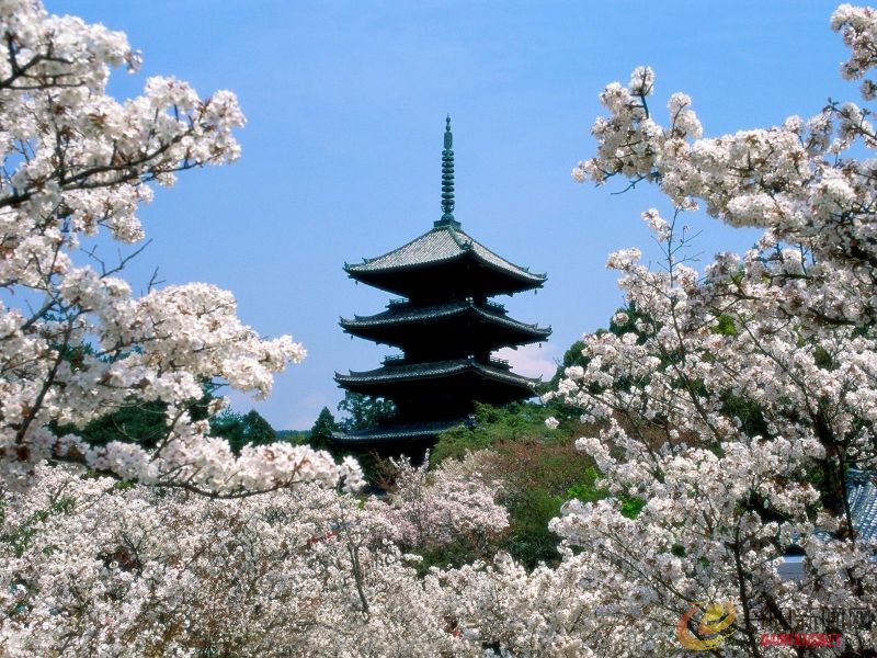 Cherry Blossoms, Ninna-Ji Temple Grounds, Kyoto, Japan.jpg