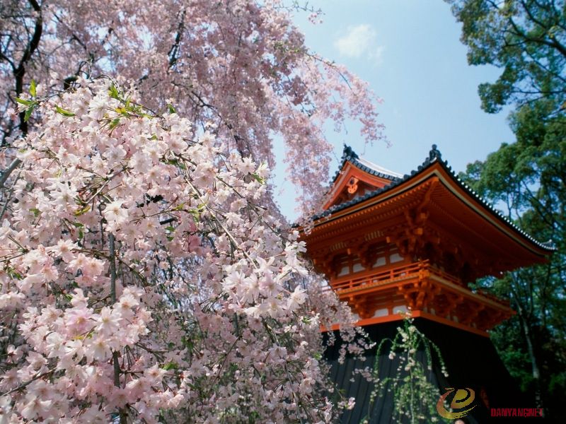 Cherry Blossoms, Ninnaji Temple, Kyoto, Japan.jpg