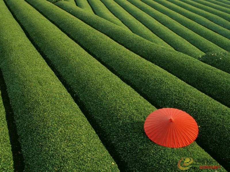 Tea Fields, Japan.jpg