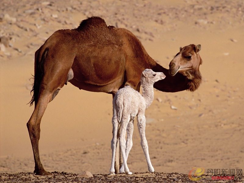 Dromedary Camels, Sahara, Egypt.jpg