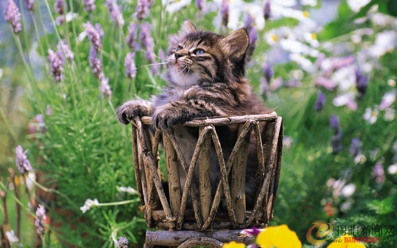 Kitten_in_garden_kitten_MIL56036.jpg