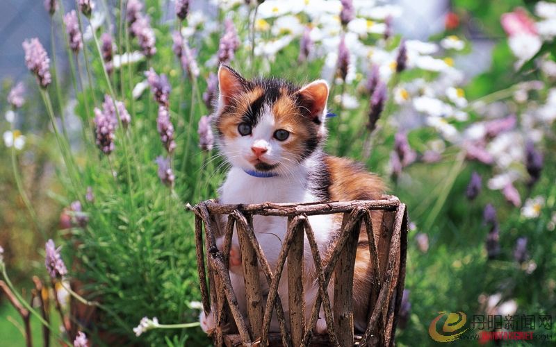 Kitten_in_garden_kitten_MIL56037.jpg