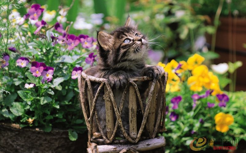 Kitten_in_garden_kitten_MIL56038.jpg