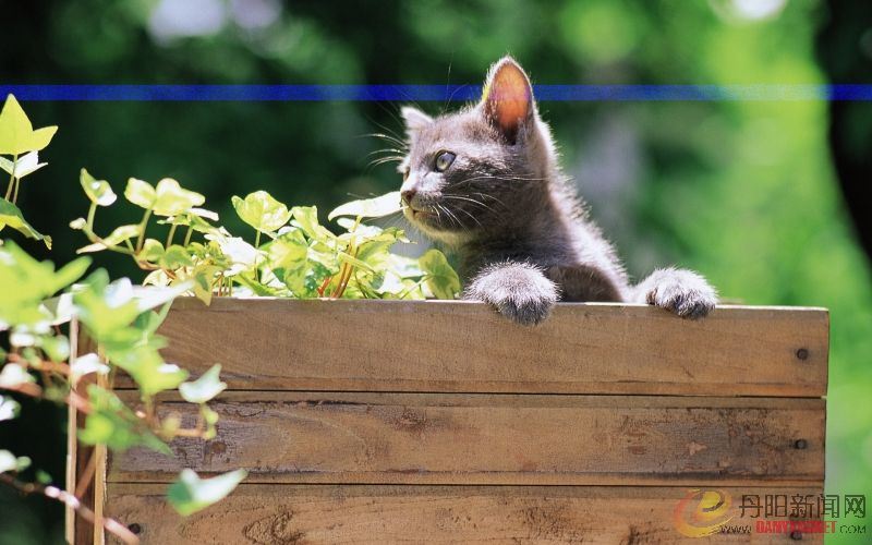 Kitten_in_garden_kitten_MIL56040.jpg