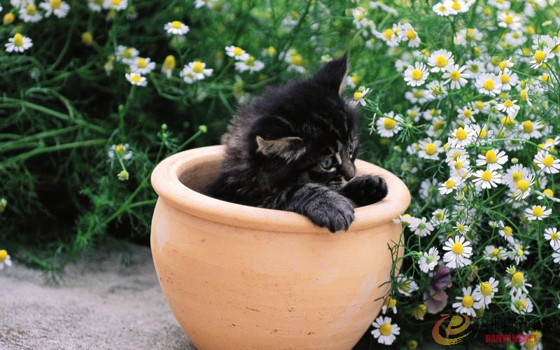 Kitten_in_garden_kitten_MIL56042.jpg