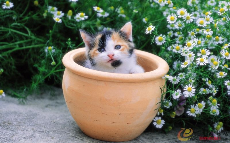 Kitten_in_garden_kitten_MIL56043.jpg