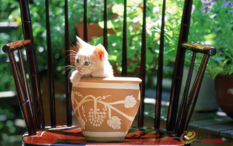 Kitten_in_garden_kitten_MIL56044.jpg