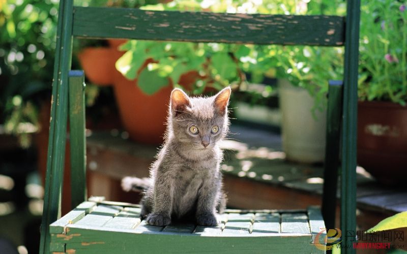 Kitten_in_garden_kitten_MIL56046.jpg