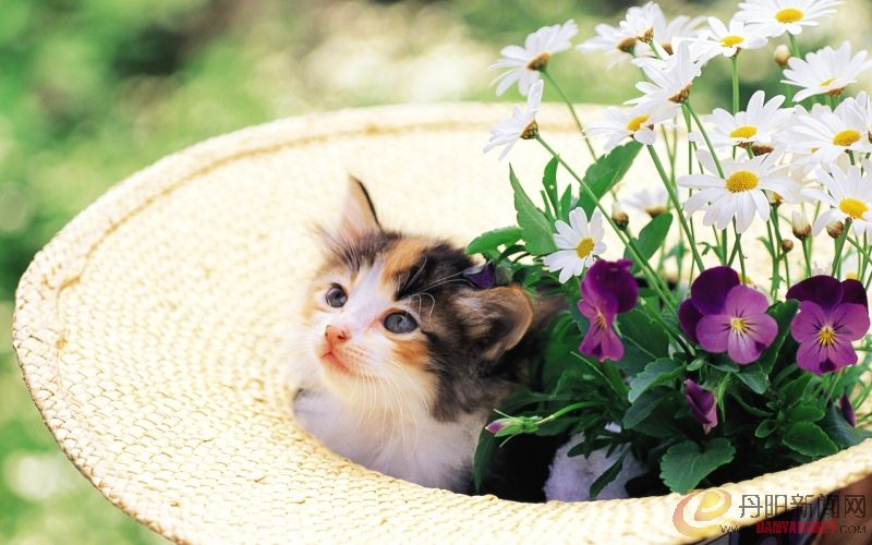 Kitten_in_garden_kitten_MIL56053.jpg