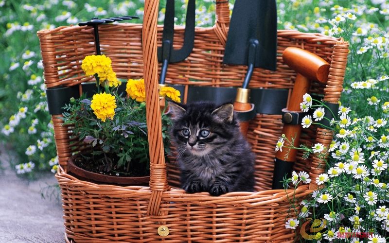 Kitten_in_garden_kitten_MIL56048.jpg