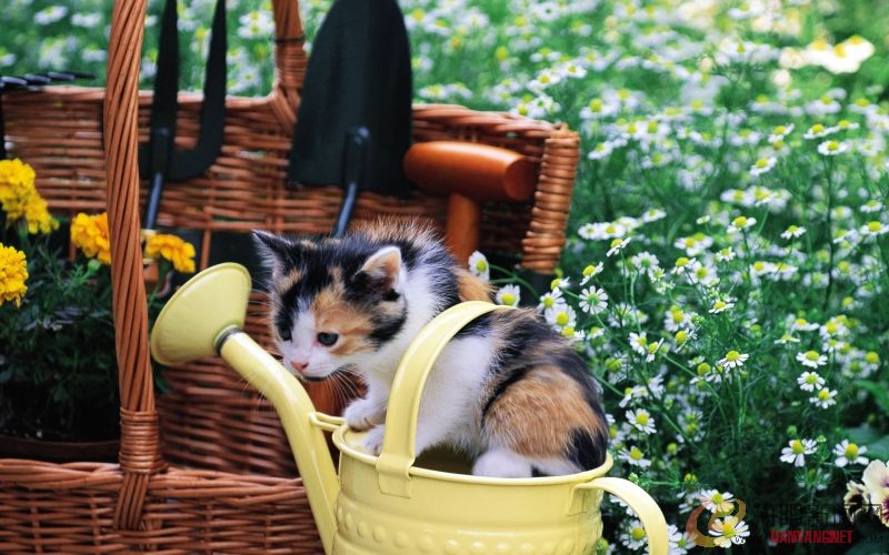 Kitten_in_garden_kitten_MIL56049.jpg