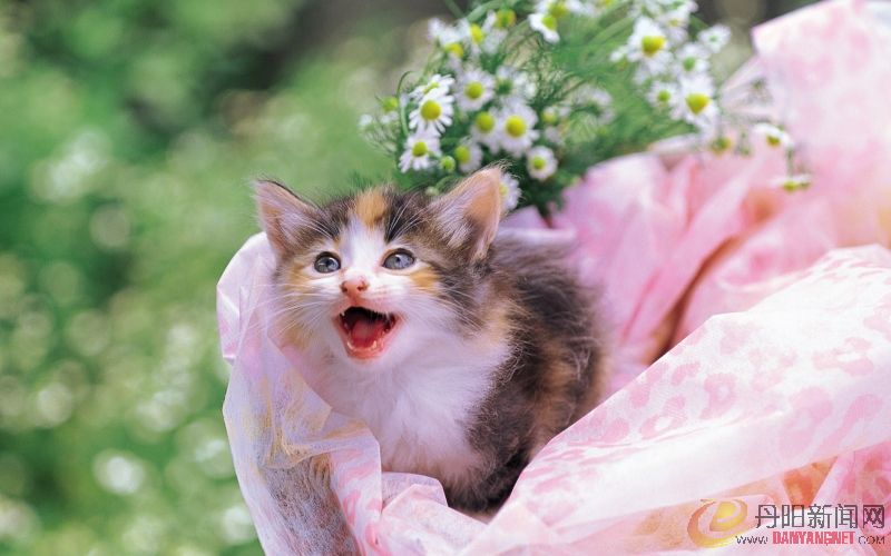 Kitten_in_garden_kitten_MIL56052.jpg