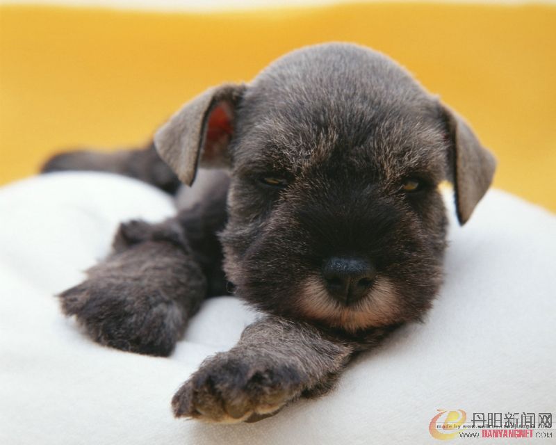 Baby_dog_016.jpg