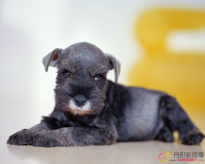 Baby_dog_012.jpg