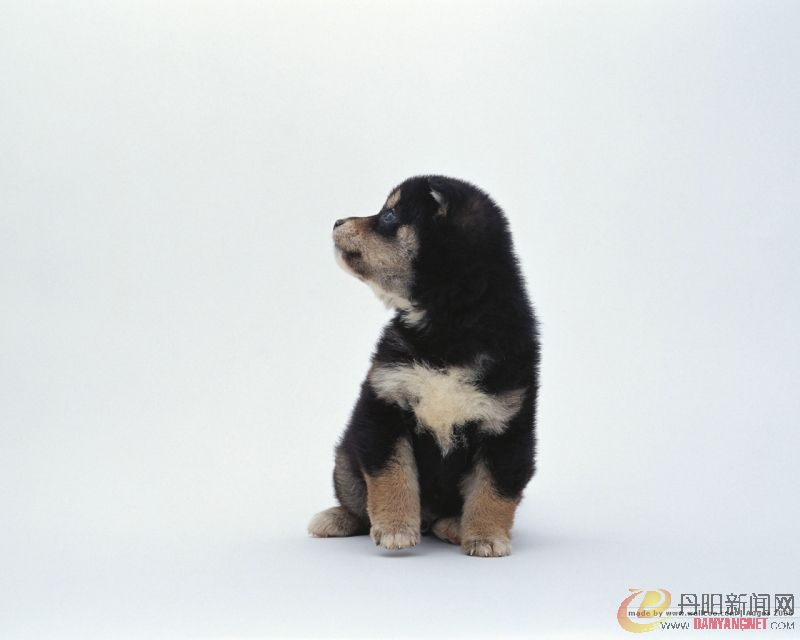 Baby_dog_034.jpg