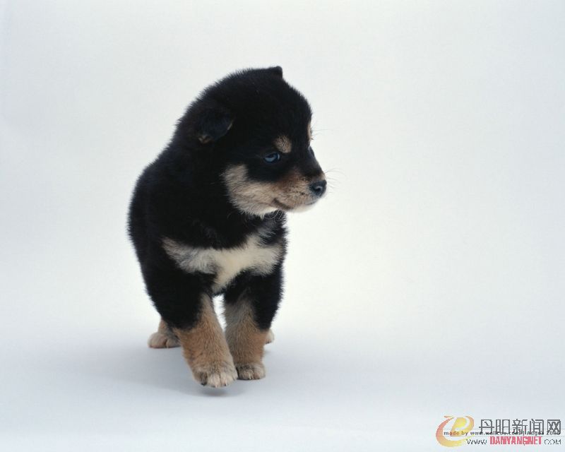 Baby_dog_032.jpg