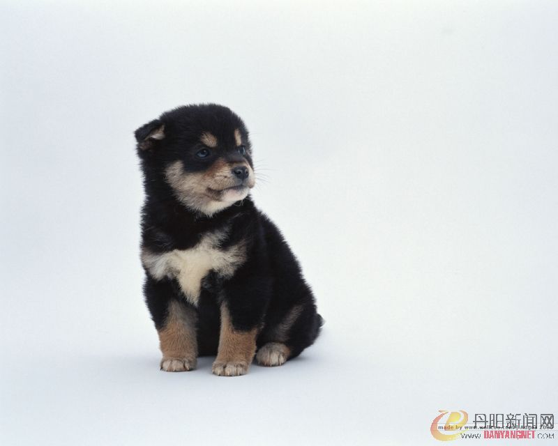 Baby_dog_033.jpg