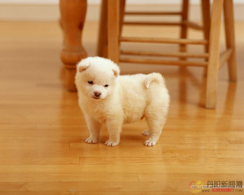 Baby_dog_037.jpg