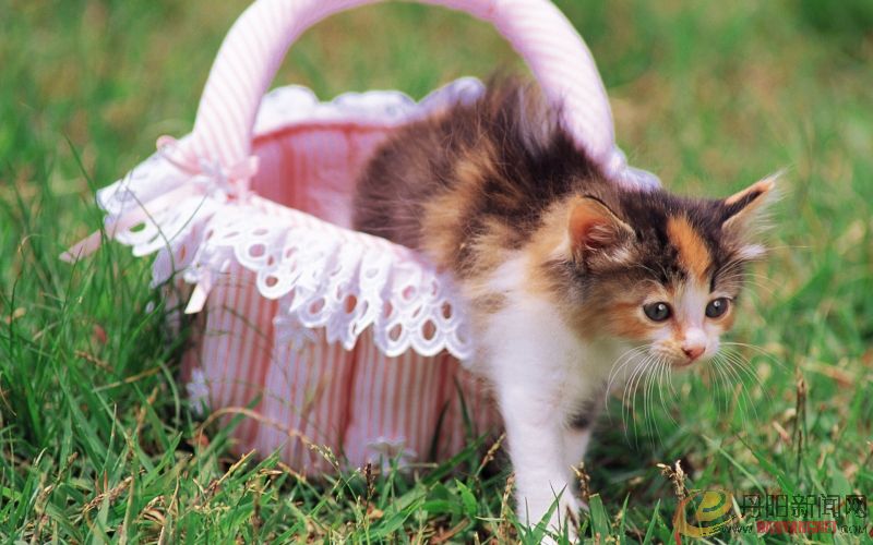 Kitten_in_garden_kitten_MIL56054.jpg