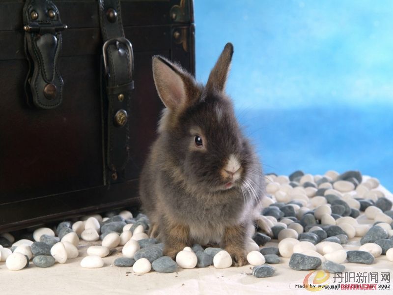 grey_rabbit007.jpg