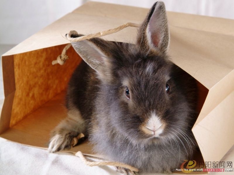 grey_rabbit020.jpg