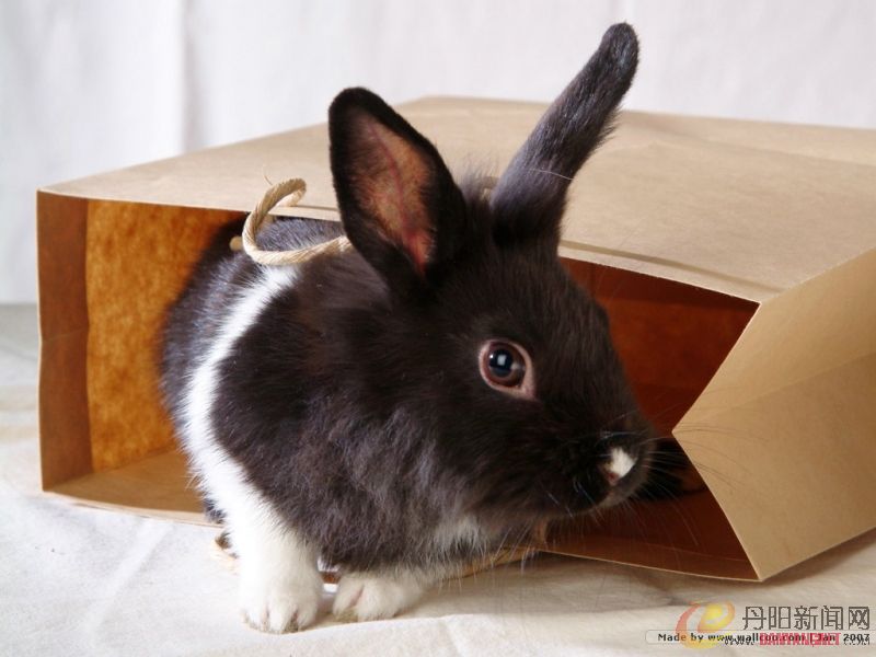 grey_rabbit021.jpg