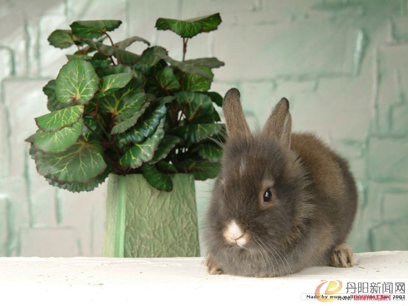 grey_rabbit031.jpg